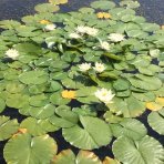 Lekno (Nymphaea) ´ALBATROS´ - ⌀ 5-10 cm, kont. P11